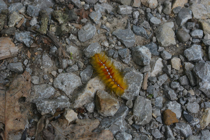 Acronicta aceris on gravel.