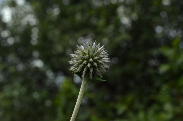 Echinops, a globe thistle.