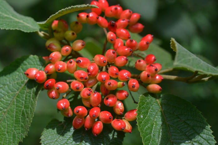 The fruit of viburnum lantana, the wayfarer.